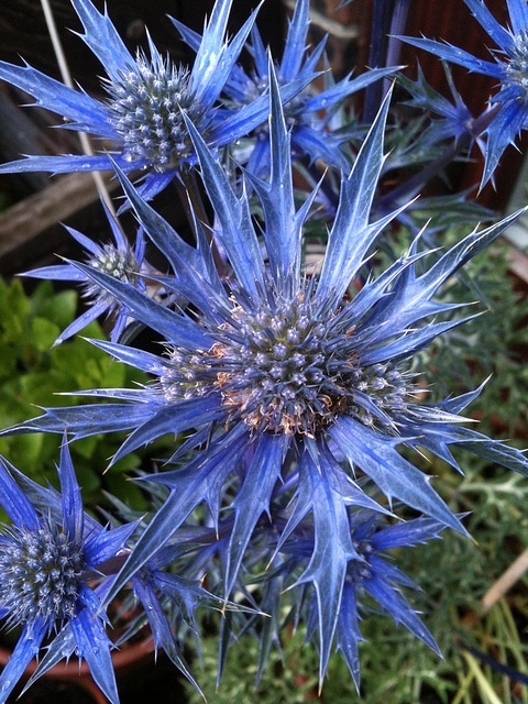 Eryngium amethystinum