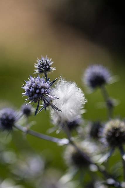 Eryngium amethystinum