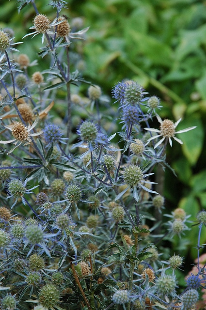 Eryngium amethystinum