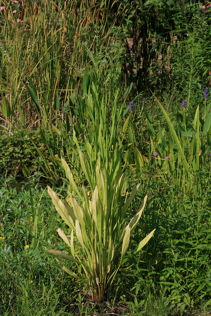 Eryngium aquaticum (Eryngium aquaticum)