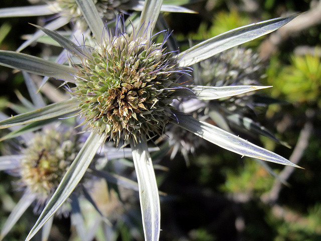 Panicaut de bourgat