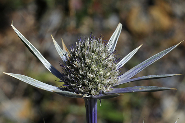 Panicaut de bourgat