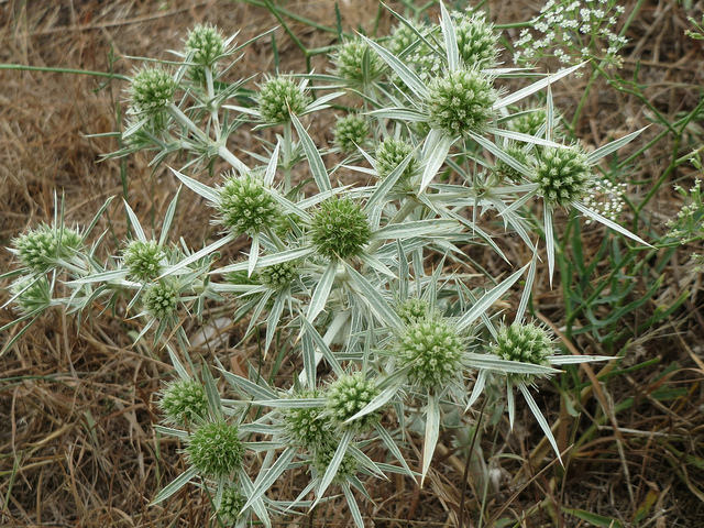 Panicaut champêtre