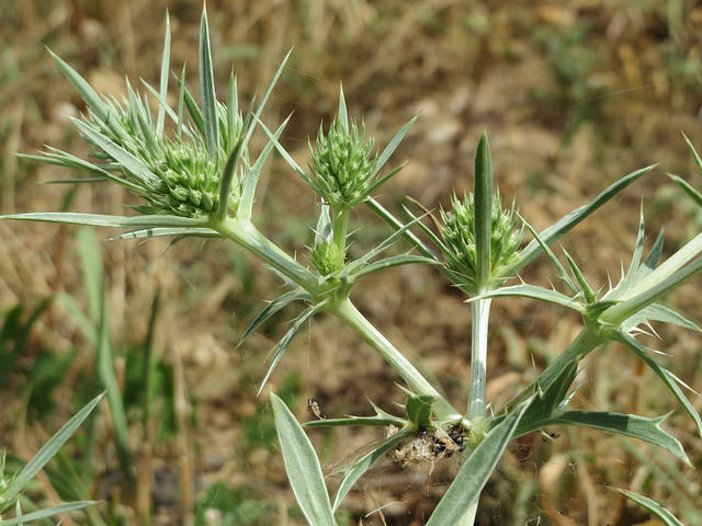 Panicaut champêtre