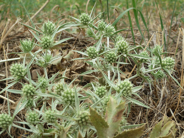Panicaut champêtre
