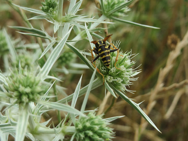 Panicaut champêtre