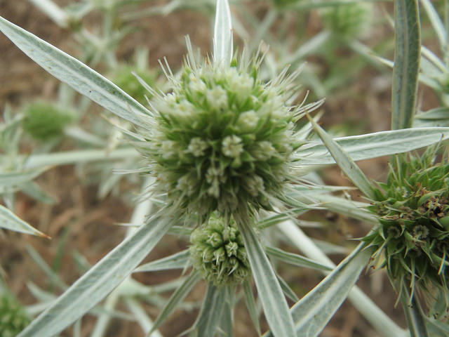 Panicaut champêtre