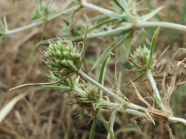 Panicaut champêtre (Eryngium campestre)