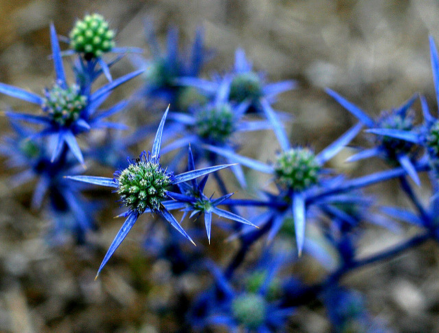 Eryngium creticum
