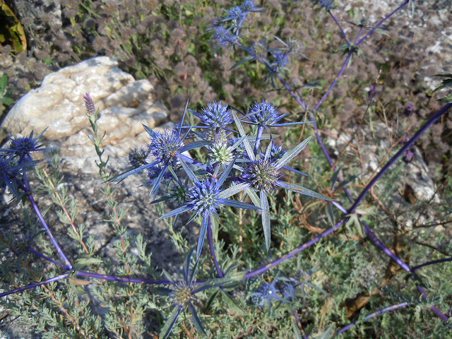 Eryngium creticum (Eryngium creticum)