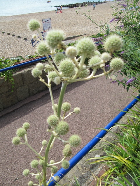 Eryngium eburneum (Eryngium eburneum)