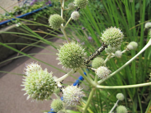 Eryngium eburneum