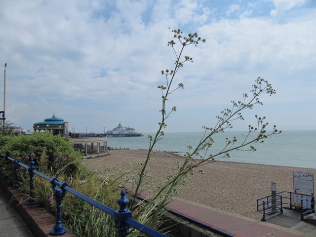Eryngium eburneum