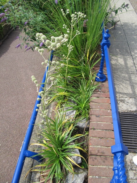 Eryngium eburneum