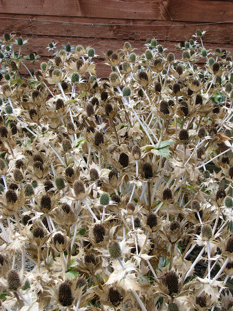 Panicaut géant