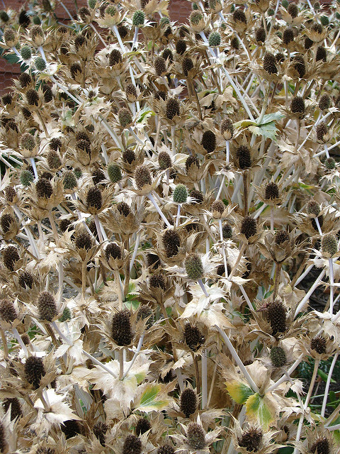 Panicaut géant