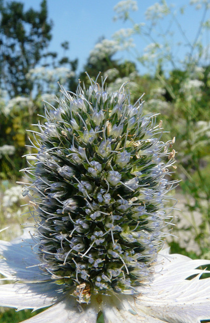 Panicaut géant
