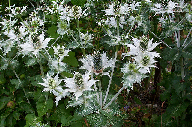 Panicaut géant