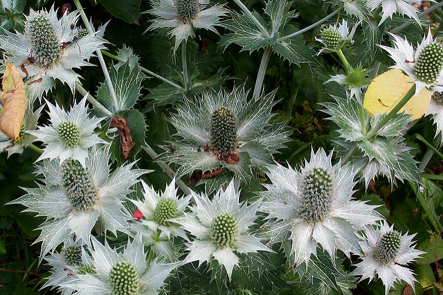 Panicaut géant (Eryngium giganteum)