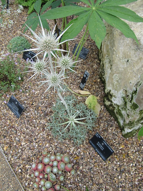Eryngium glaciale