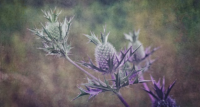 Eryngium leavenworthii (Eryngium leavenworthii)