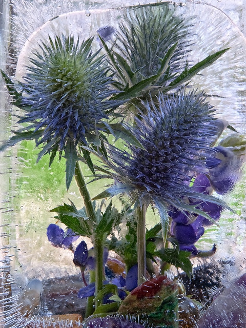 Eryngium leavenworthii