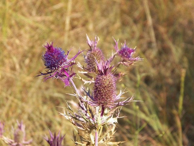 Eryngium leavenworthii