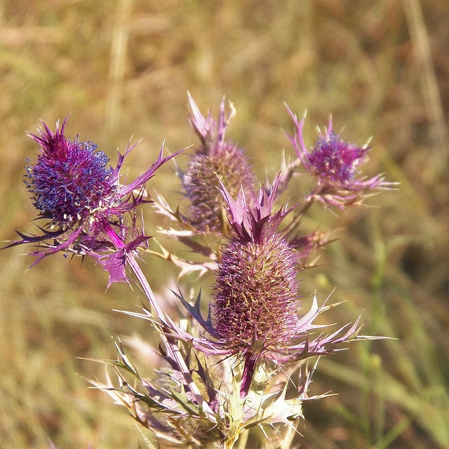 Eryngium leavenworthii