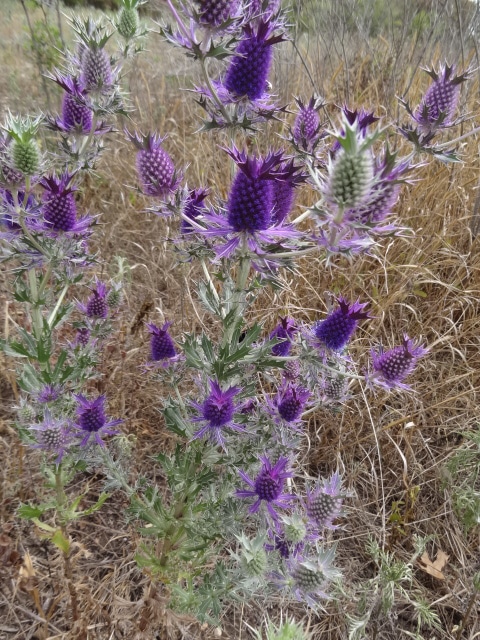 Eryngium leavenworthii