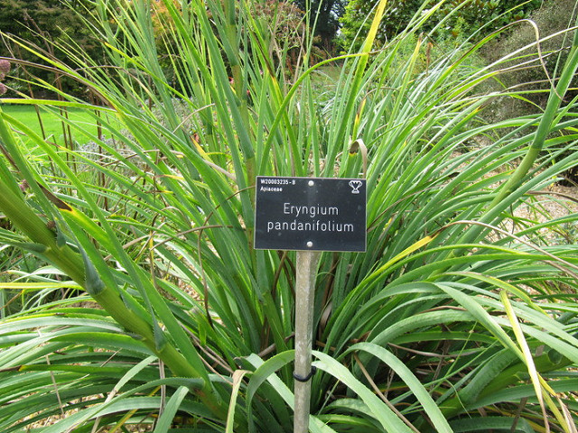 Eryngium pandanifolium