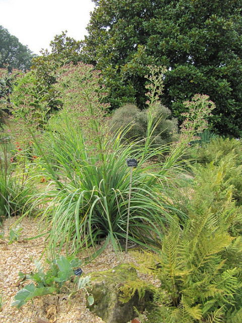 Eryngium pandanifolium
