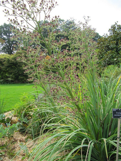 Eryngium pandanifolium