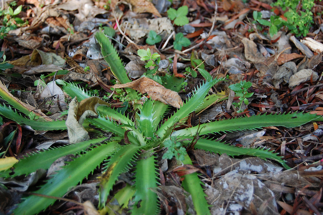 Eryngium pandanifolium (Eryngium pandanifolium)