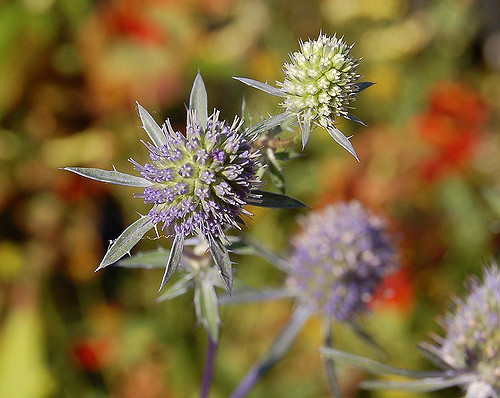 Panicaut à feuilles planes
