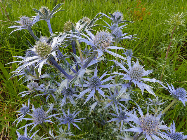 Panicaut à feuilles planes