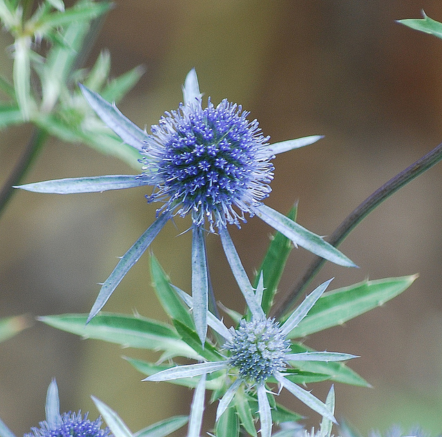 Panicaut à feuilles planes (Eryngium planum)