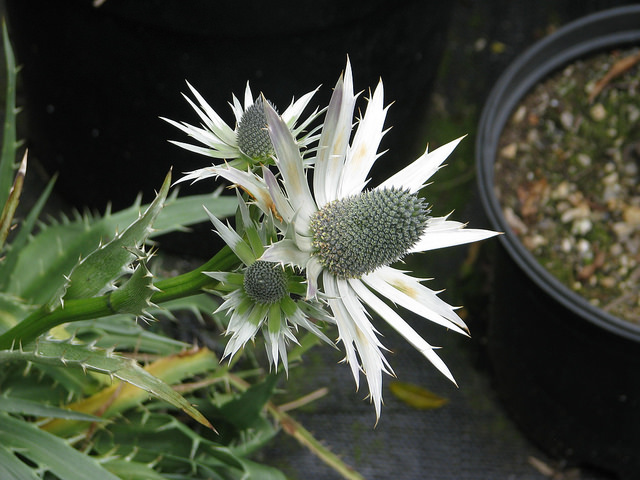 Chardon mexicain (Eryngium proteiflorum)