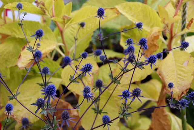Panicaut tripartite