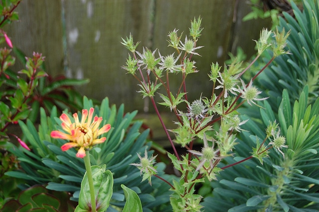 Panicaut tripartite