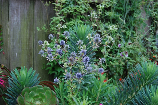 Panicaut tripartite (Eryngium tripartitum)