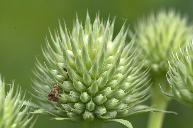 Panicaut à feuilles de yucca