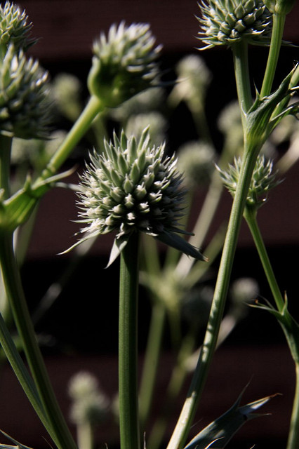 Panicaut à feuilles de yucca