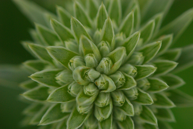 Panicaut à feuilles de yucca (Eryngium yuccifolium)