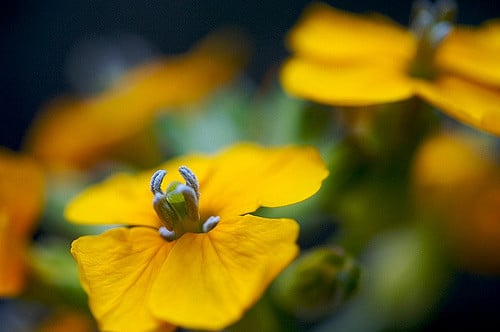 Erysimum asperum
