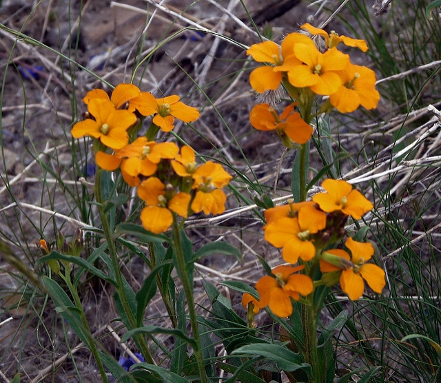 Erysimum asperum