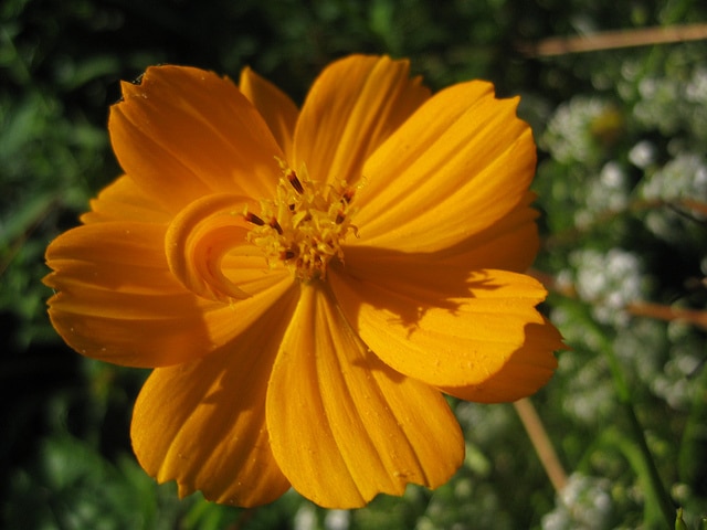 Erysimum asperum