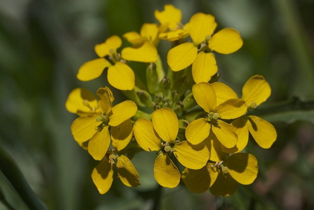Erysimum asperum