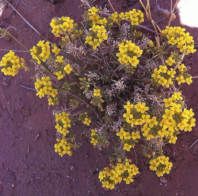 Erysimum asperum (Erysimum asperum)