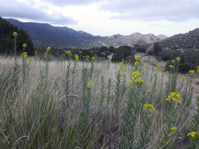 Erysimum capitatum