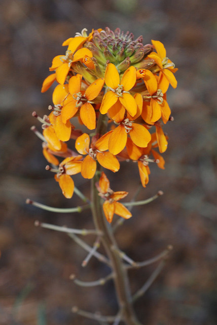 Erysimum capitatum